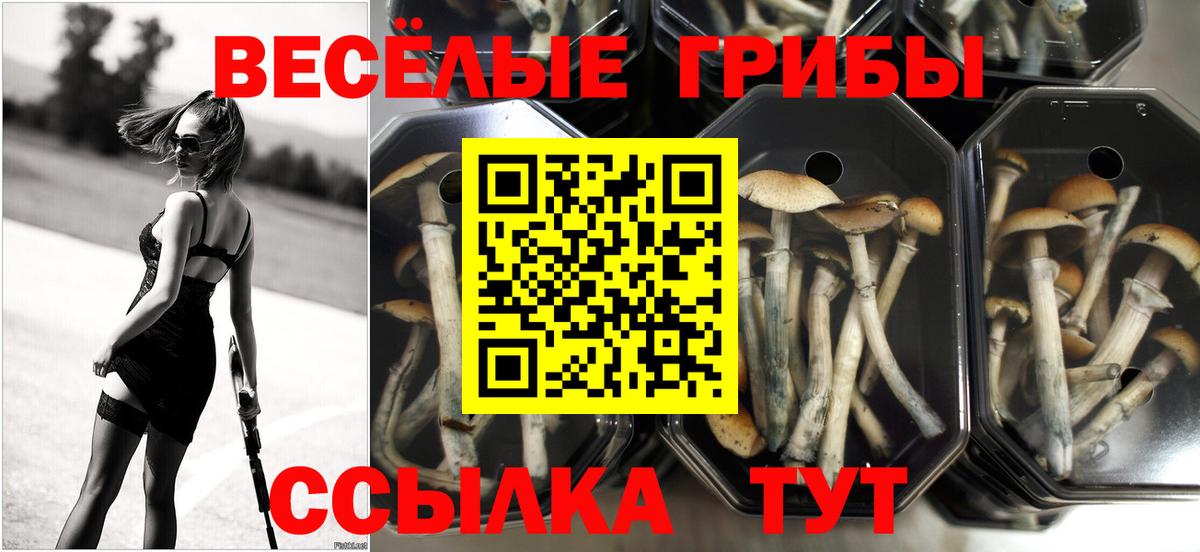 Дмитров  Галлюциногенные грибы Psilocybe  Псилоцибиновые грибы Magic Shrooms  Вход с VPN 